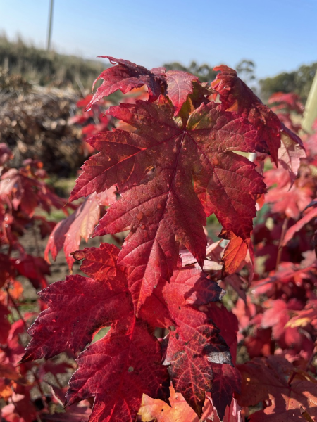 Maple Jeffers Red