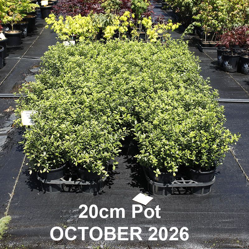 Pittosporum tenuifolium Golf Ball