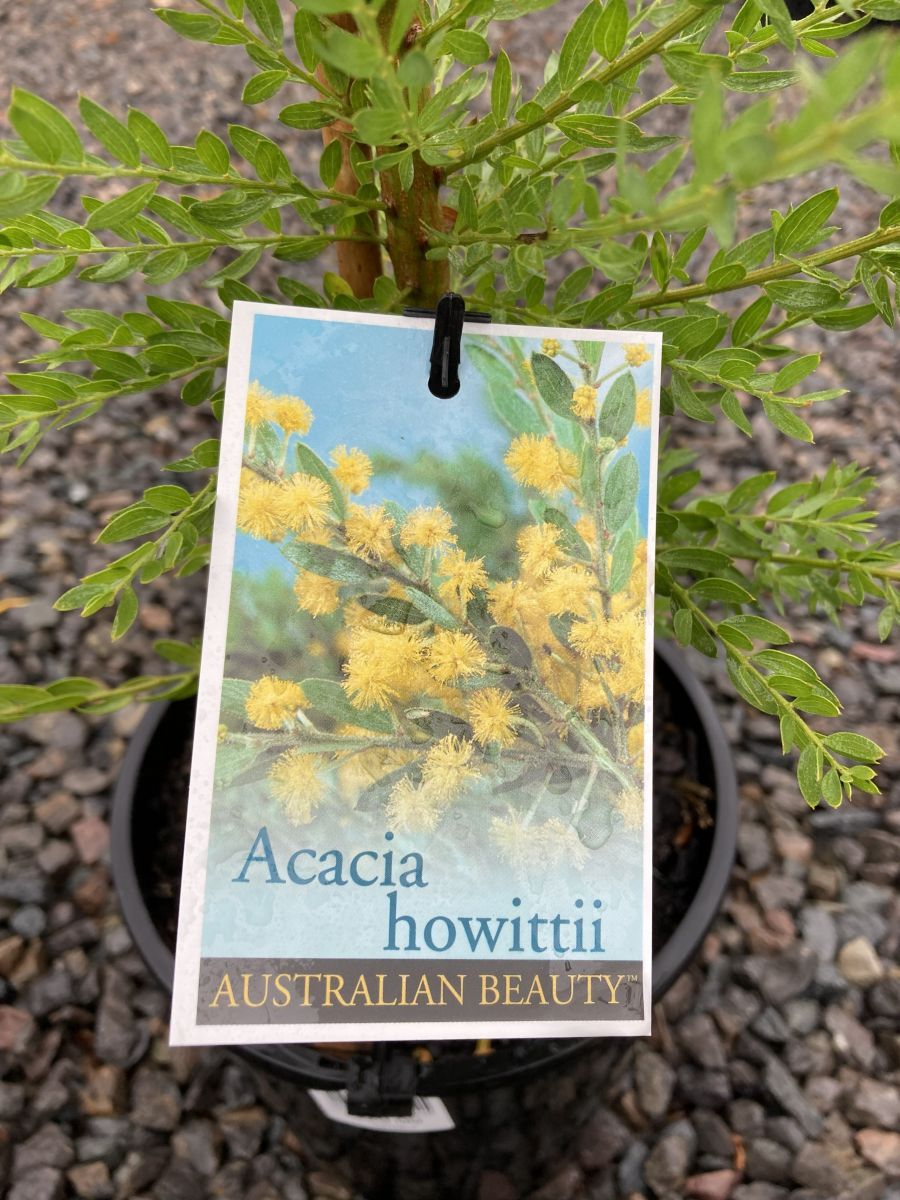 Acacia howittii