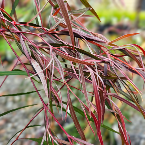 Agonis flexuosa Burgundy