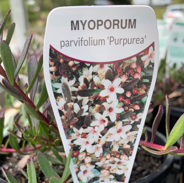 Myoporum parvifolium Purpurea