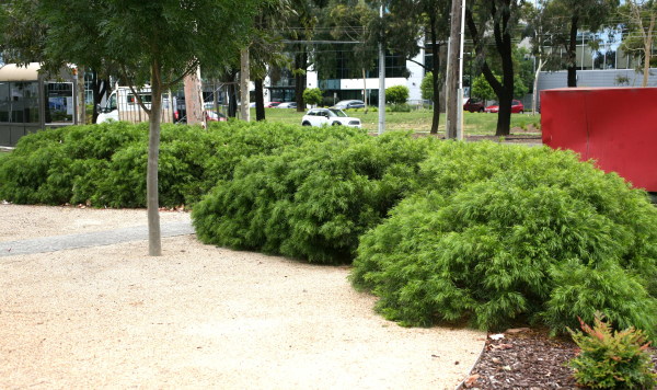 Acacia cognata Mini Cog  PBR