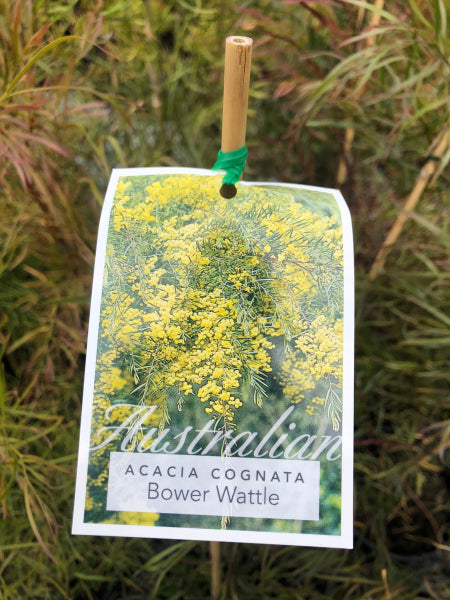 Acacia cognata