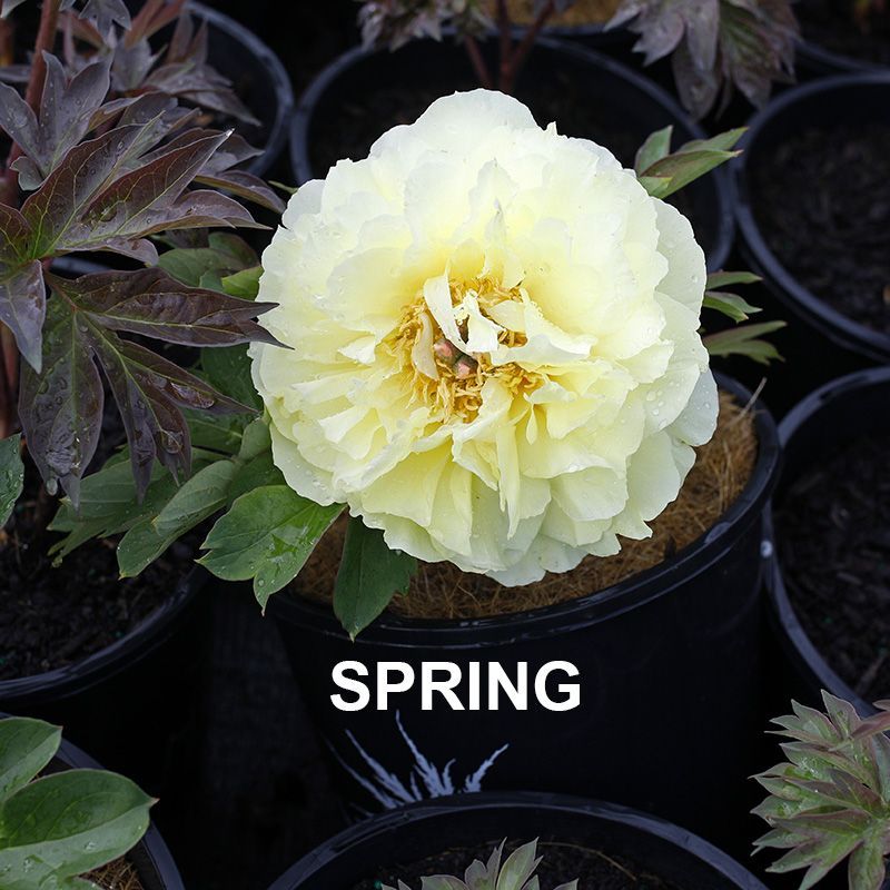 Paeonia Garden Treasure  {Itoh Peony}