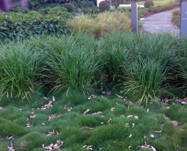 Liriope muscari (LIRJ)  PBR  JUST RIGHT rtm