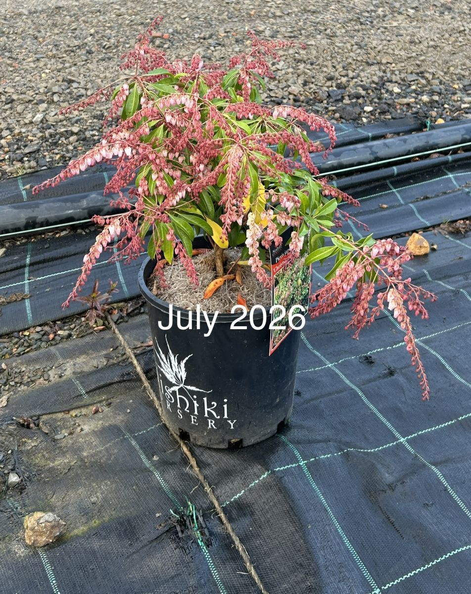Pieris japonica Christmas Cheer
