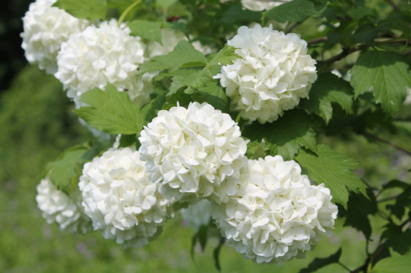 Viburnum opulus Sterile  {Snowball Tree}
