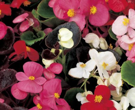 Begonia Bronze Leaf Mix