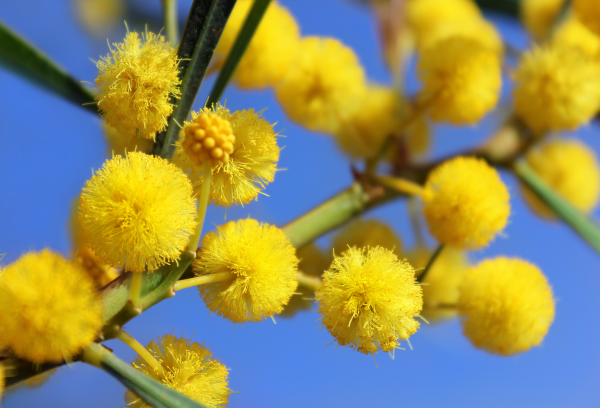 Acacia ligulata prostrate