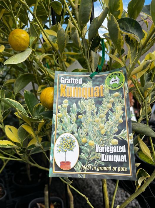 {Citrus - Kumquat Variegated}  Citrus japonica Variegata (syn. Fortunella) Grafted
