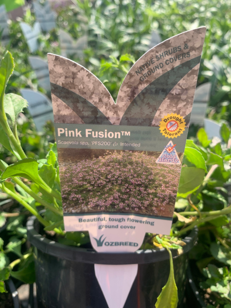 Scaevola humilis (PFS200) PBR PINK FUSION tm