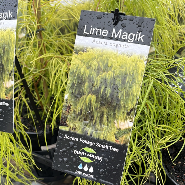 Acacia cognata Lime Magik