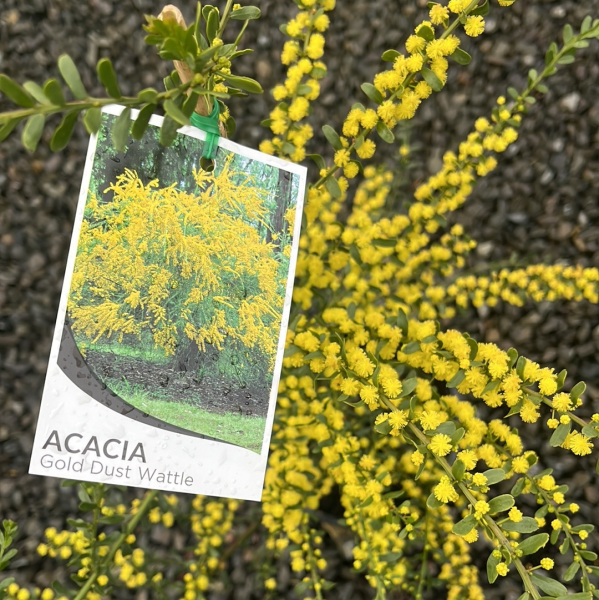 Acacia acinacea