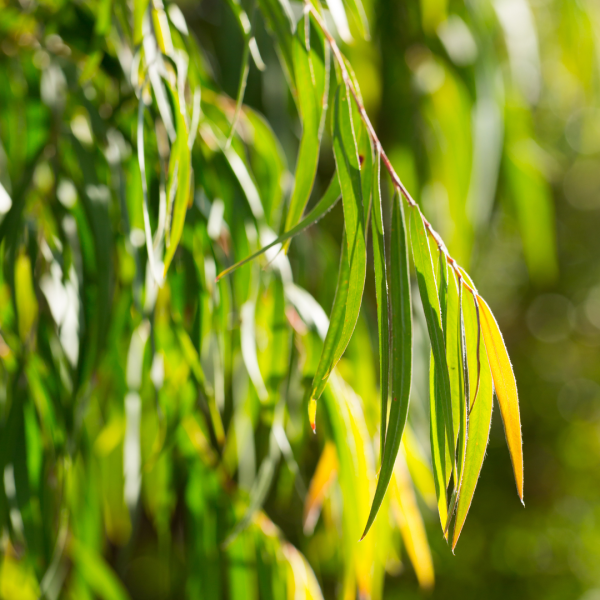 Agonis flexuosa  {Willow Myrtle}