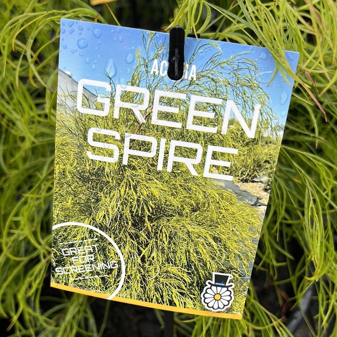 Acacia cognata Green Spire