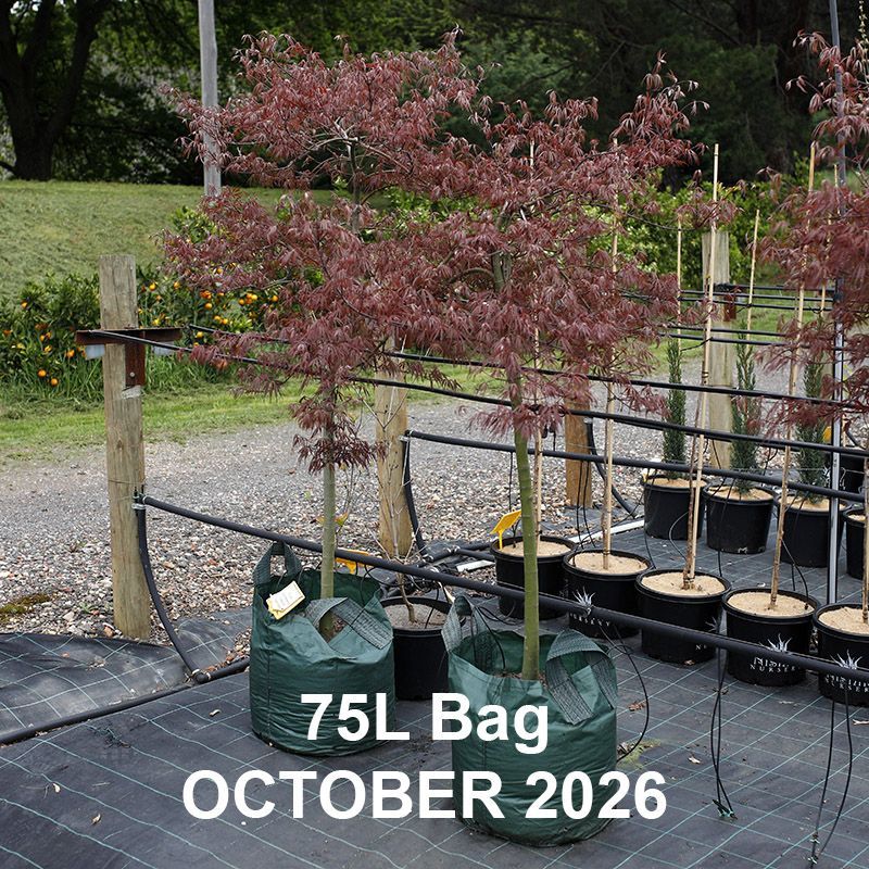 Acer palmatum dissectum Inaba Shidare