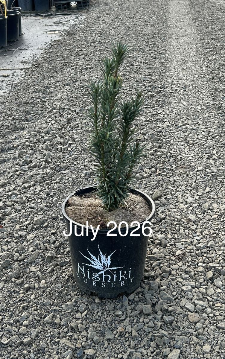 Cephalotaxus harringtonia (Fastigiata)  {Plum Yew}