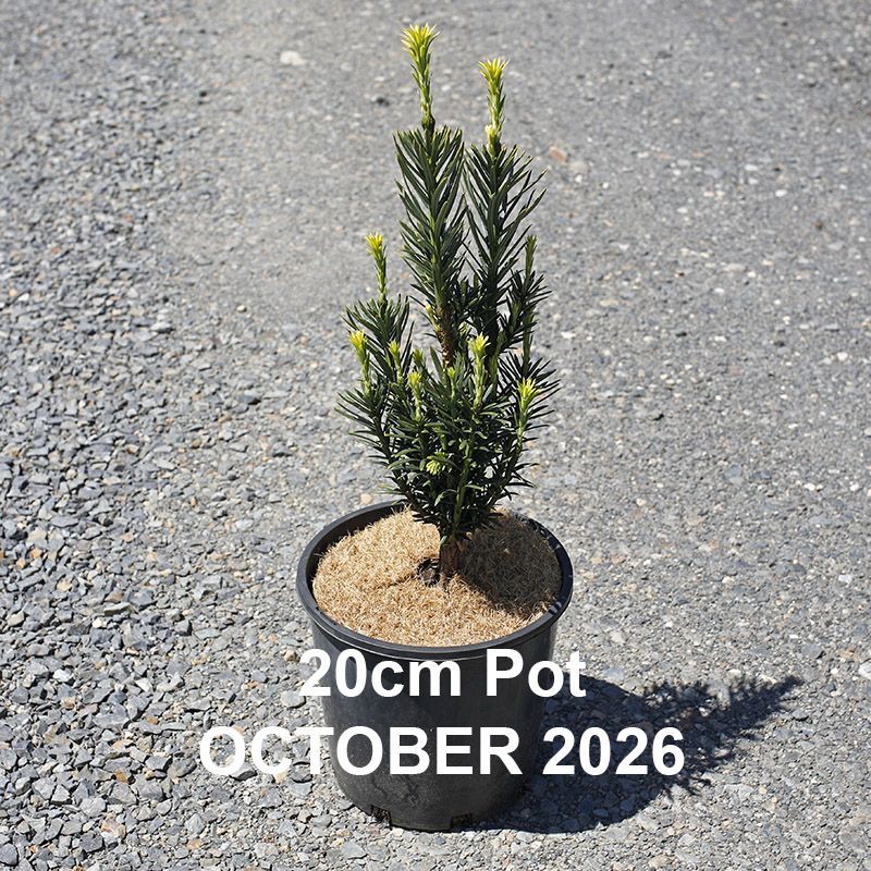 Cephalotaxus harringtonia (Fastigiata)  {Plum Yew}