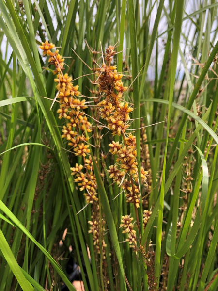Lomandra longifolia Verday