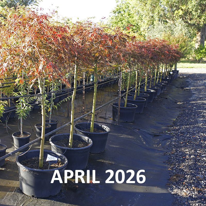 Acer palmatum dissectum Inaba Shidare