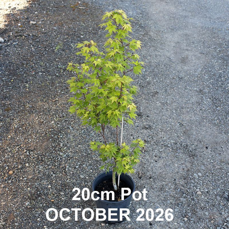 Acer palmatum Banzai