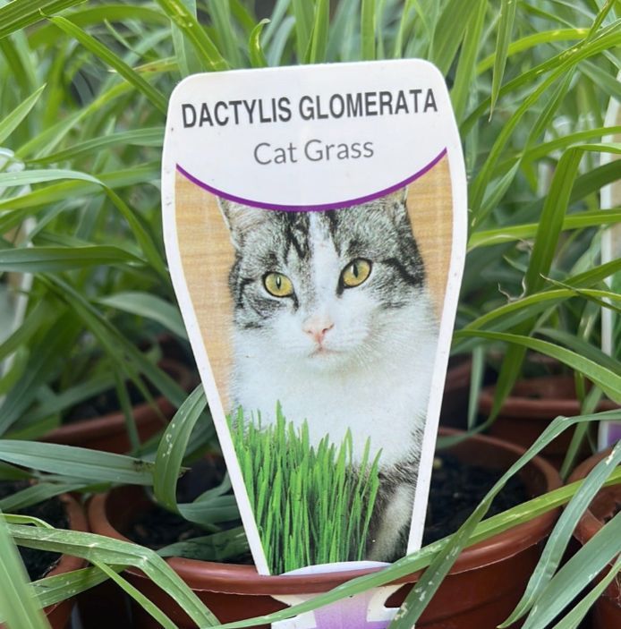 {Cat Grass}  Dactylis glomerata