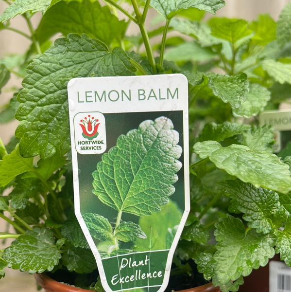 {Balm - Lemon}  Melissa officinalis