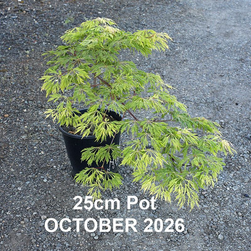 Acer japonicum Green Cascade