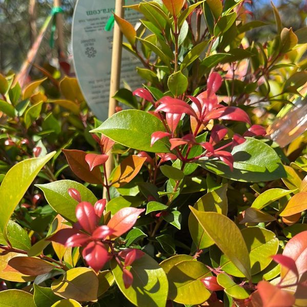 Acmena smithii minor Allyn Magic