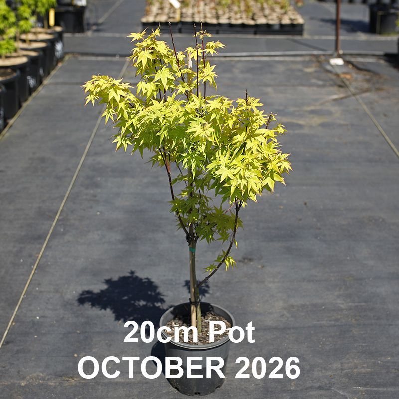 Acer palmatum Aureum