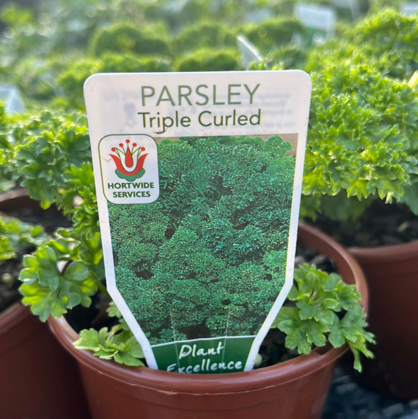 {Parsley - Curly}  Petroselinum crispum var. crispum