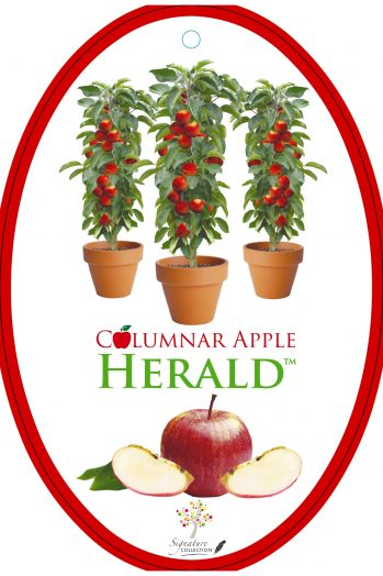 {Apple - Herald tm}  Malus domestica  Columnar