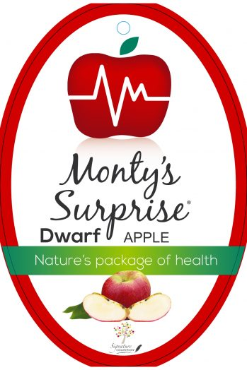 {Apple - Montys Surprise}  Malus domestica