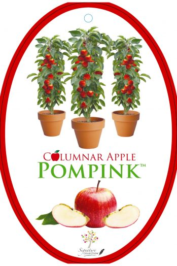 {Apple - Pom Pink tm}  Malus domestica Columnar