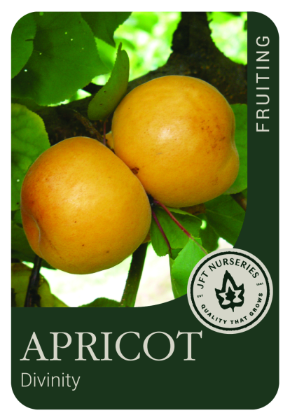 {Apricot - Divinity}  Prunus armeniaca