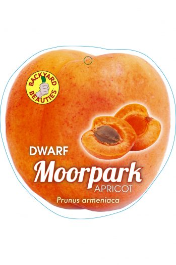 {Apricot - Moorpark Dwarf}  Prunus armeniaca