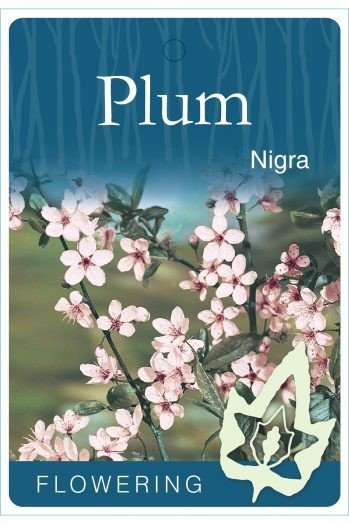 {Flowering Plum - Purple Leaf}  Prunus cerasifera Nigra (syn. Pissardi Nigra)