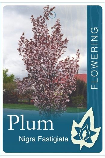 {Flowering Plum} Prunus cerasifera Nigra fastigiata