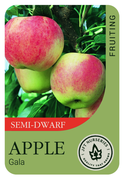 {Apple - Gala - Semi Dwarf}  Malus domestica Gala