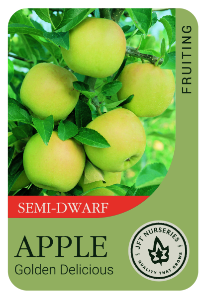 {Apple - Golden Delicious Semi Dwarf}  Malus domestica