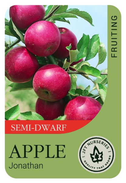 {Apple - Jonathan Semi Dwarf}  Malus domestica