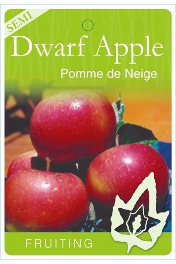 {Apple - Pomme de neige  Semi Dwarf}  Malus domestica