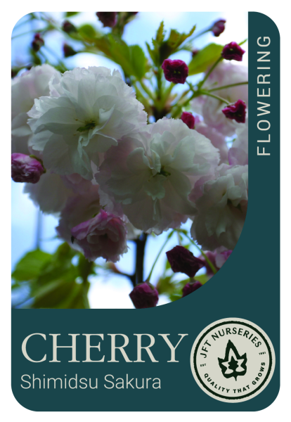 {Pink Flowering Cherry - Shimidsu Sakura} Prunus serrulata