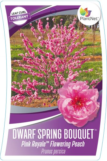 {Flowering Peach - Pink Royale tm Dwarf}  Prunus persica