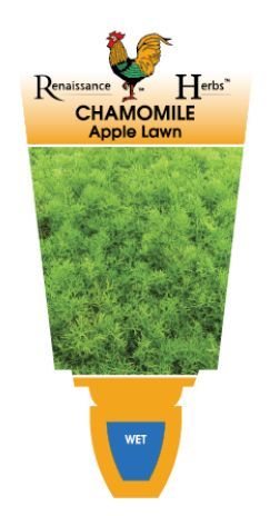 {Chamomile - Apple Lawn}  Chamaemelum nobile