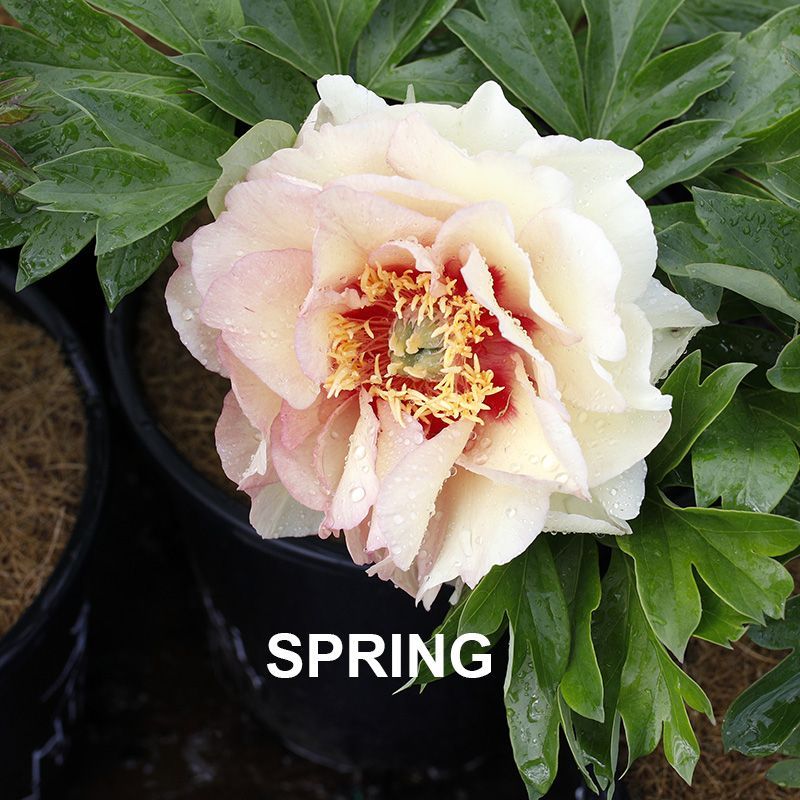 Paeonia Callies Memory  {Itoh Peony}