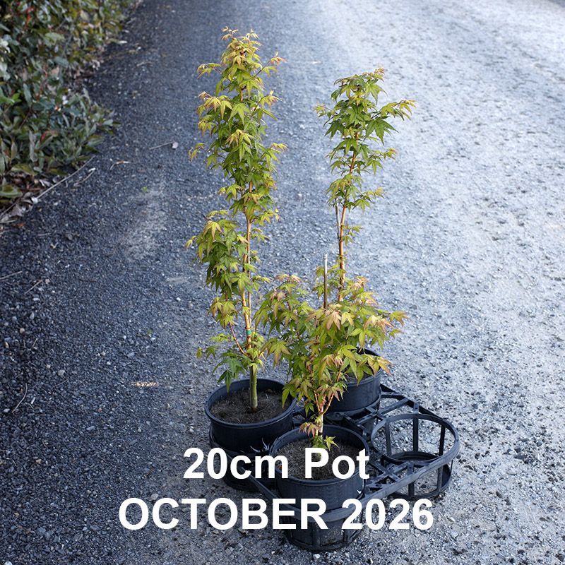 Acer palmatum Bihou