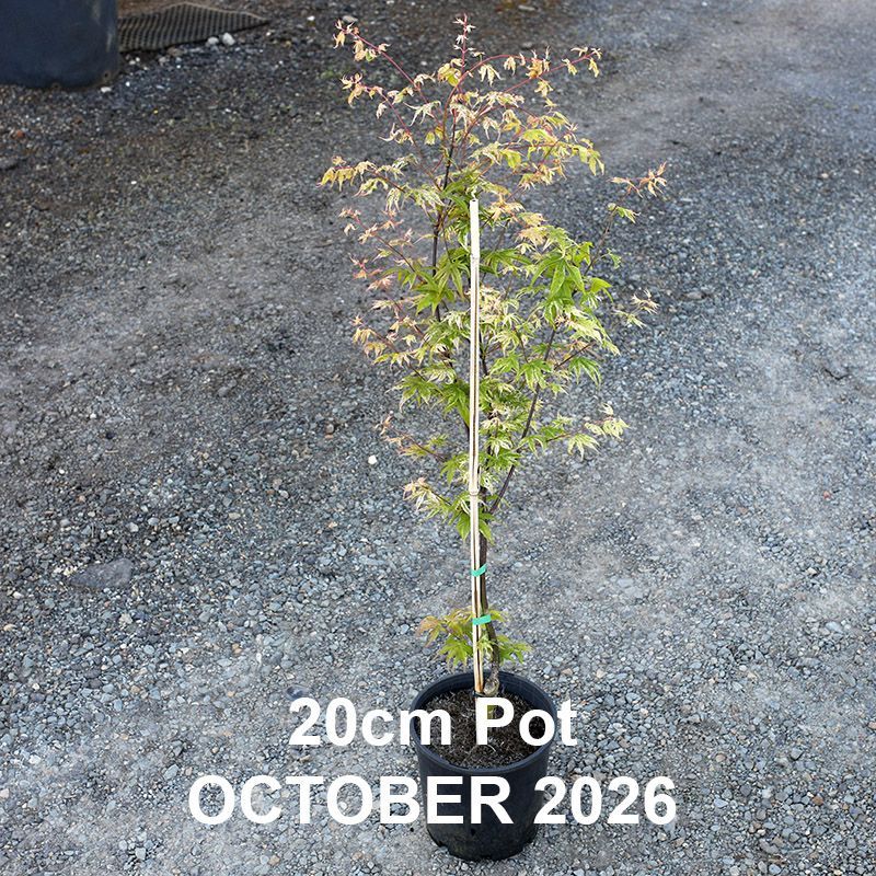 Acer palmatum Ukigumo  {Floating Cloud}