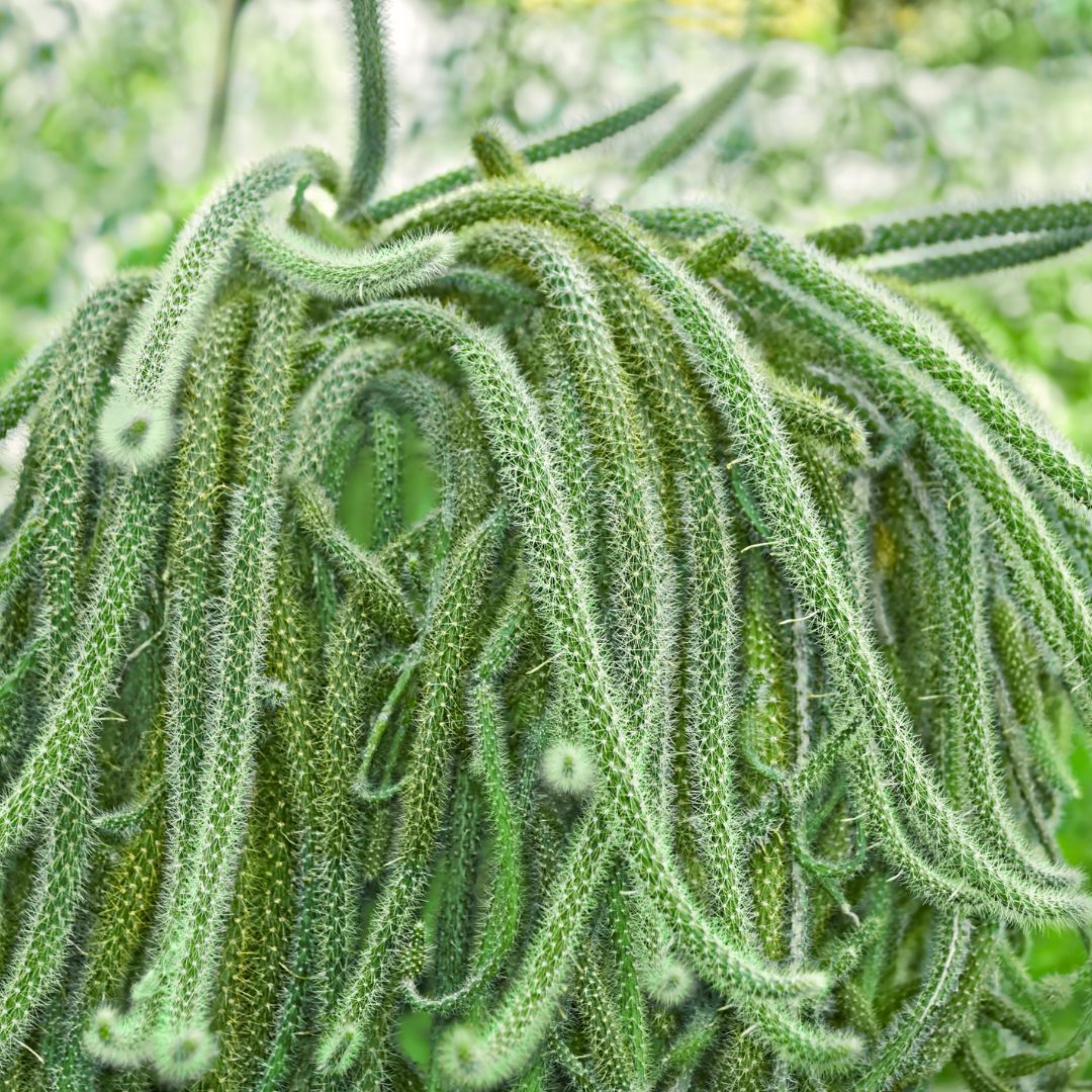 Disocactus flagelliformis  {Rat Tail Cactus}  Hanging baskets