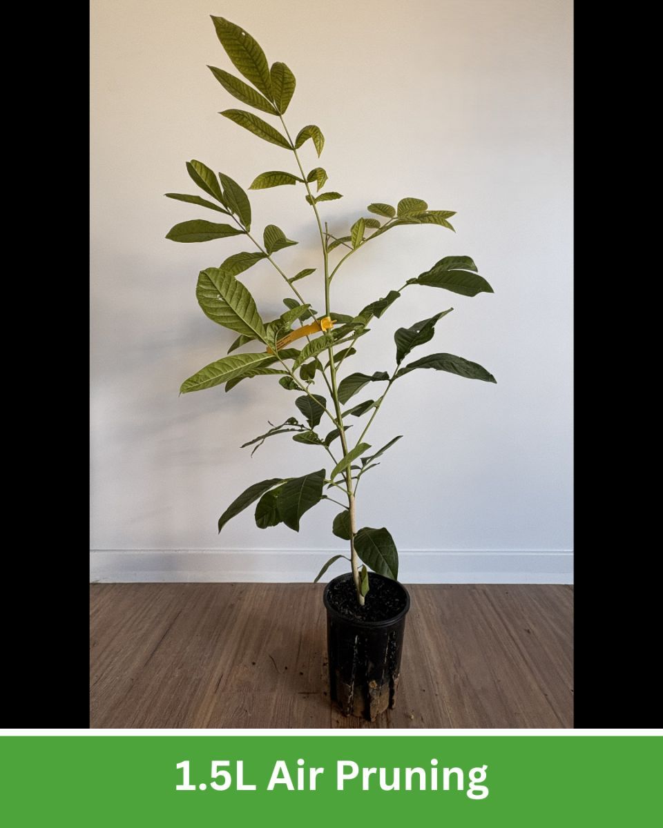 Bumpy Ash | Tree Sales